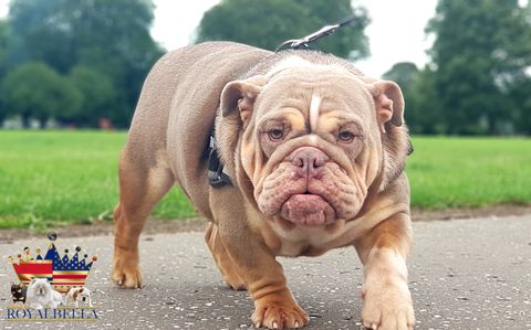 lilac and tan english bulldog