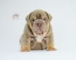 english bulldog puppy