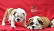 english bulldog puppy