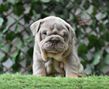 english bulldog puppies