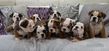 english bulldog puppies