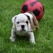 english bulldog puppy