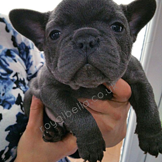alfie