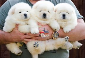 chow chow pups