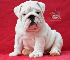 english bulldogs