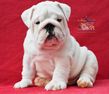 english bulldog puppy