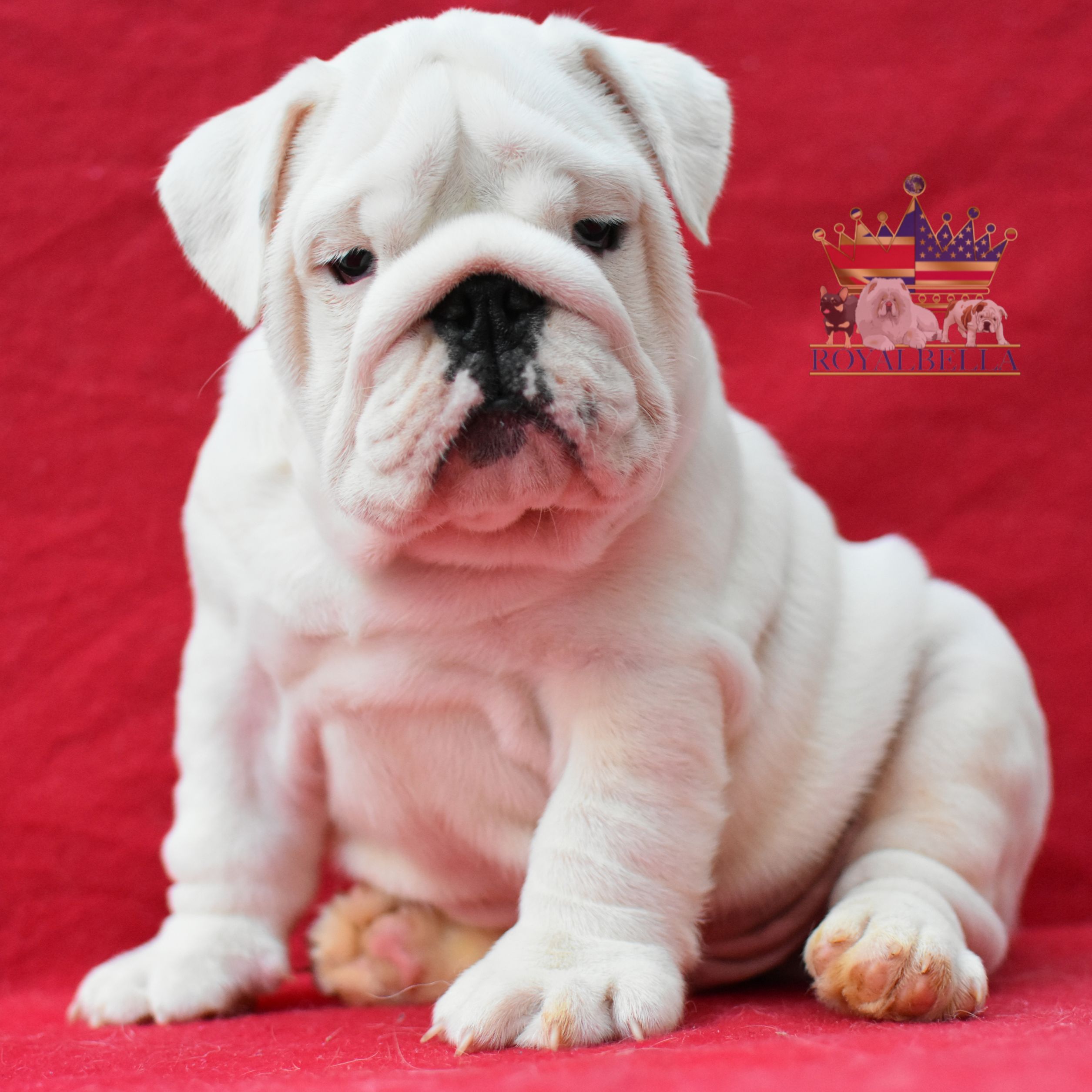 english bulldogs