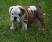 english bulldog puppy