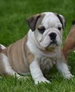 english bulldog puppy