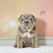 english bulldog puppy