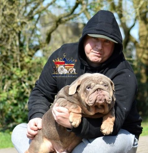 english bulldog puppies