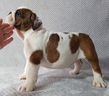 english bulldog puppy