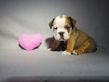 english bulldog puppy