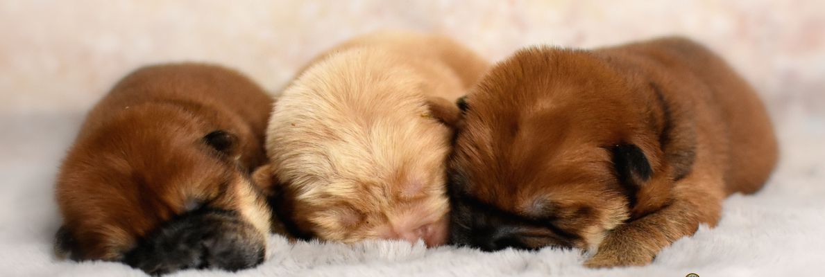 chow chow puppies