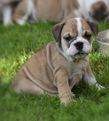 english bulldog puppy