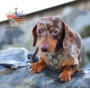 miniature chocolate dapple dachshund