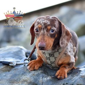 miniature chocolate dapple dachshund