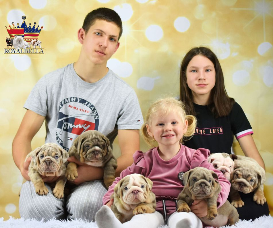 english bulldog puppies