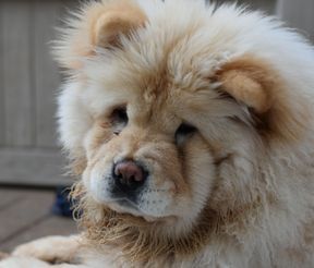 chow chow