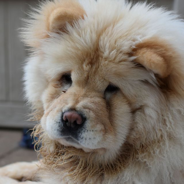 chow chow