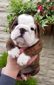 english bulldog puppy