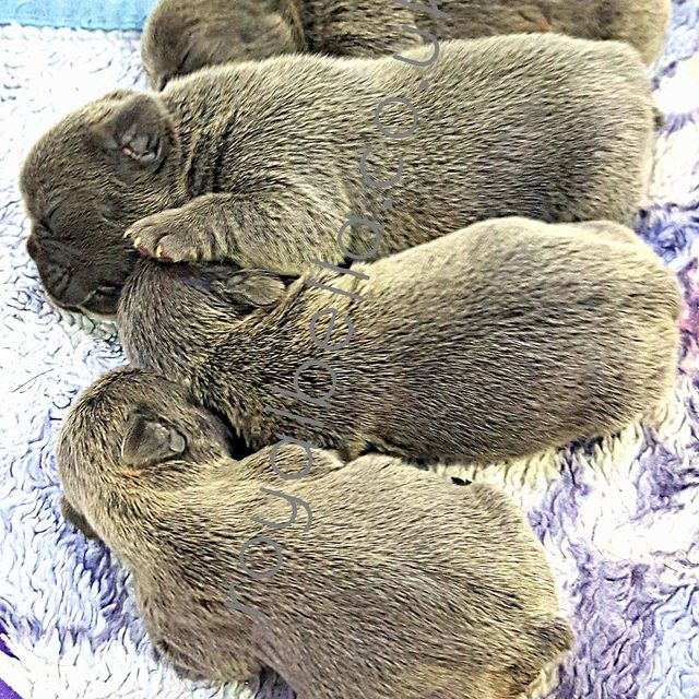 puppies