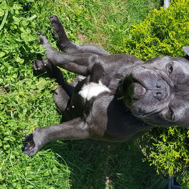 French Bull Dog