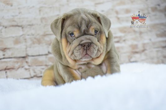 english bulldogs