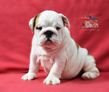 english bulldog puppy