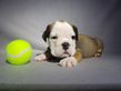 english bulldog puppy