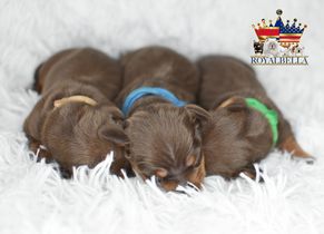 miniature dachshund puppies