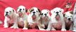 english bulldog puppies