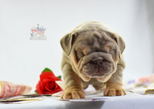 english bulldogs