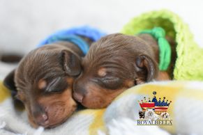 miniature dachshund puppies