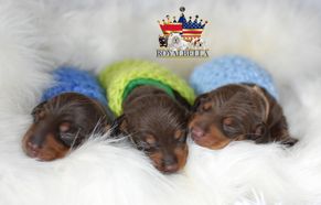 miniature dachshund puppies