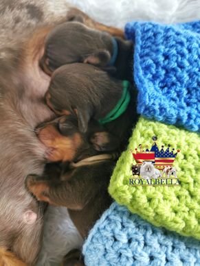 miniature dachshund puppies