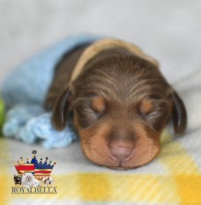 miniature dachshund puppies