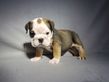 english bulldog puppy