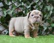 english bulldog puppy