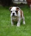 english bulldog puppy