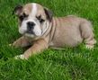 english bulldog puppy