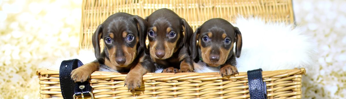 miniature dachshund puppies