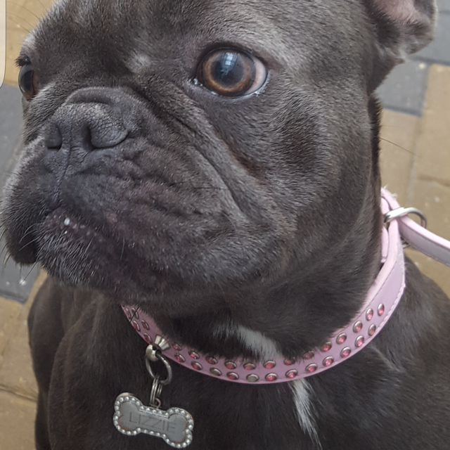 French Bull Dog 