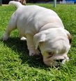 english bulldog puppy