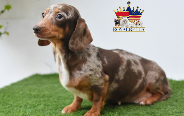 miniature dachshund