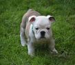 english bulldog puppy