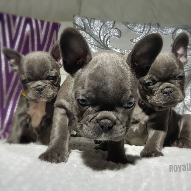 our frenchies