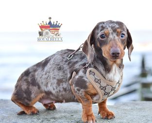 miniature chocolate dapple dachshund