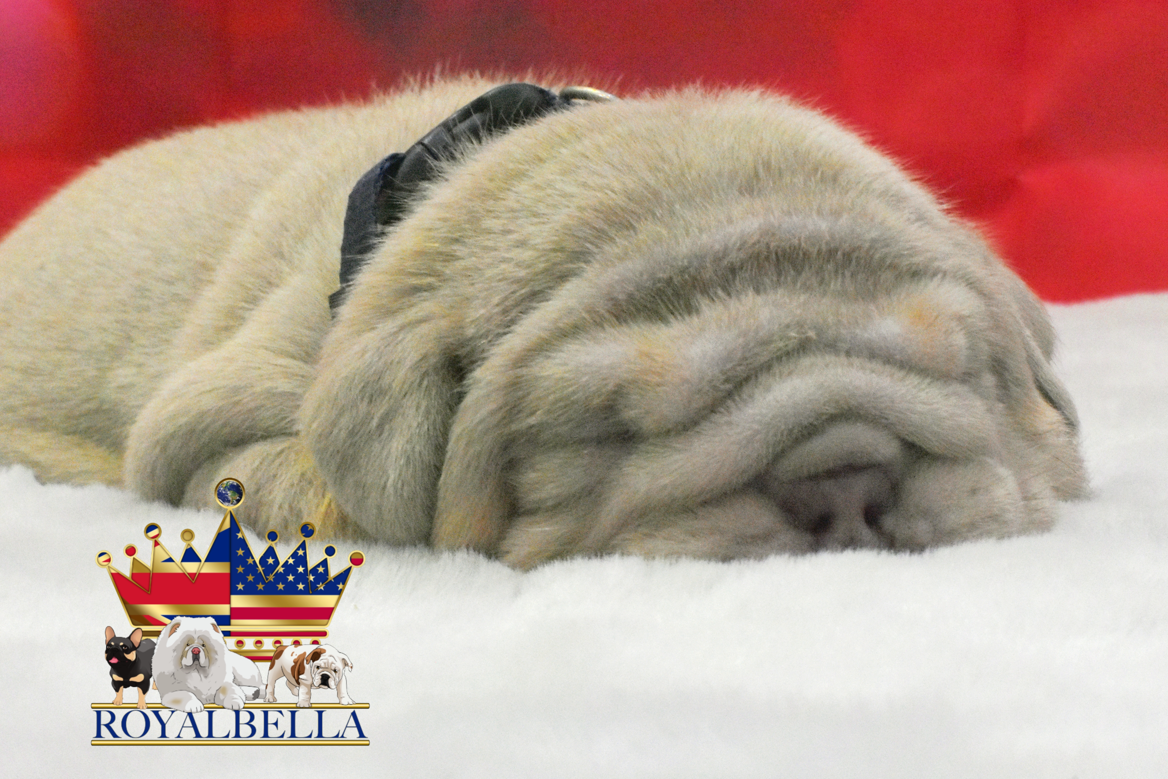 english bulldog puppies