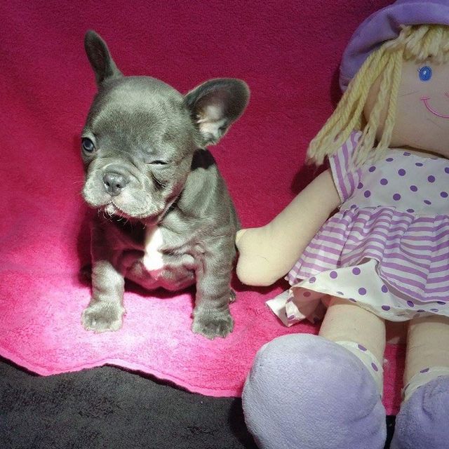 French Bull DOg Puppy